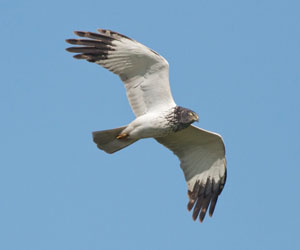 Хулд (Дорнын хулд) 